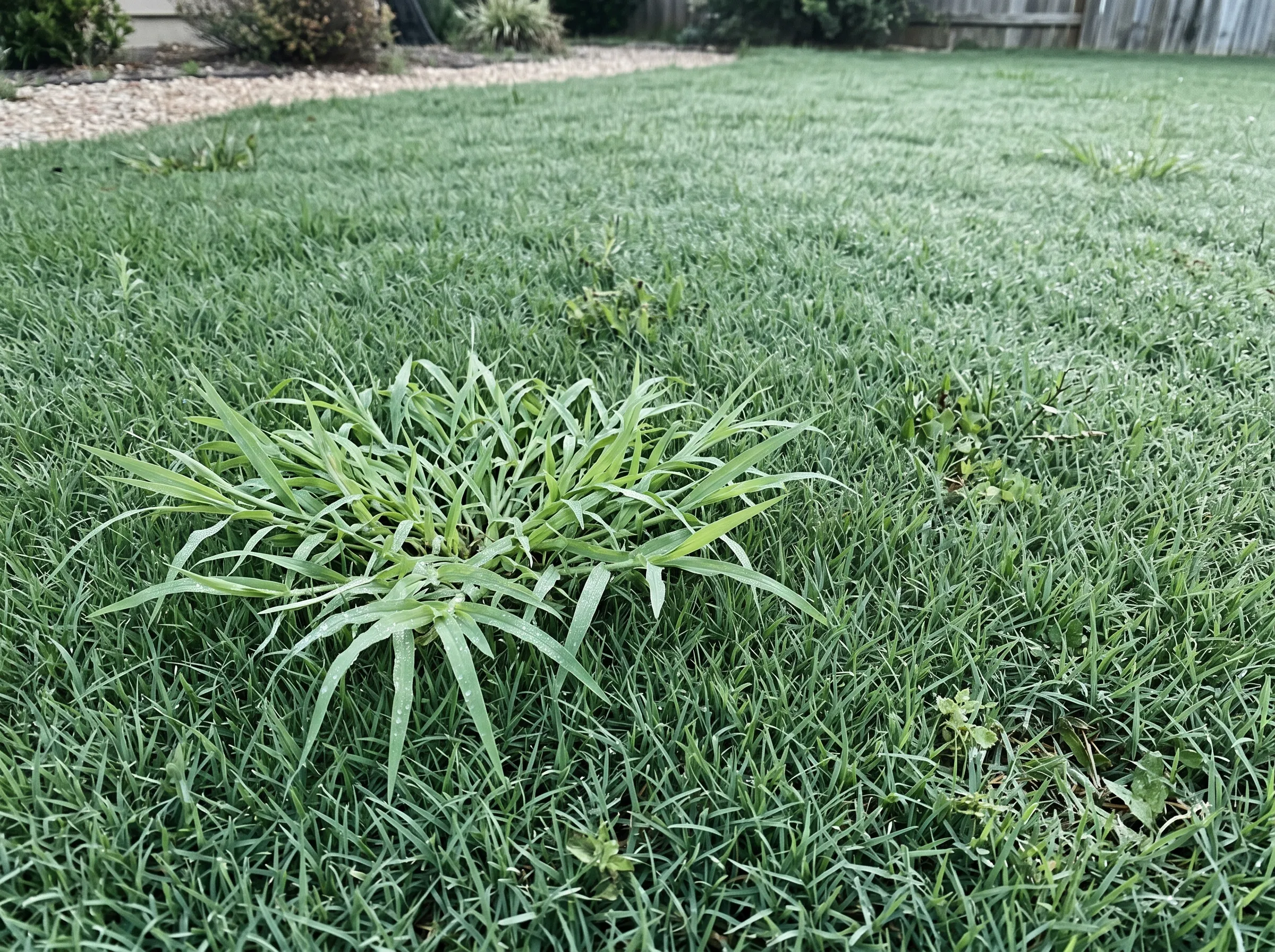 Clump of crabgrass in lawn