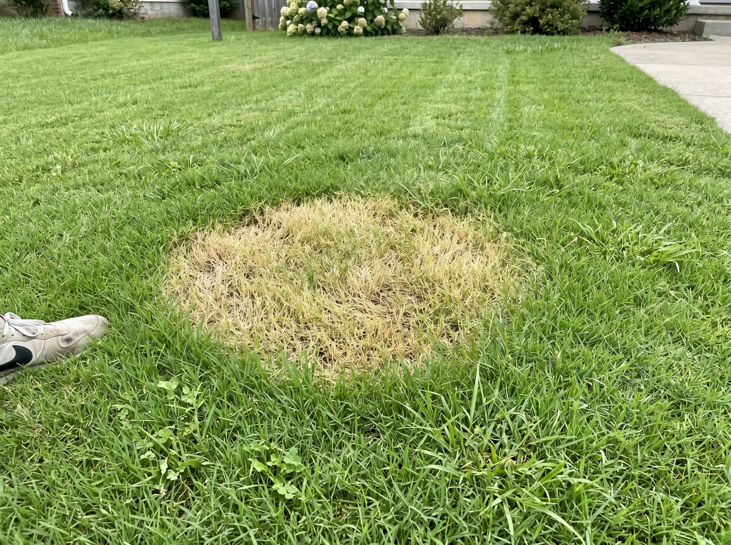 Yellow patch in lawn